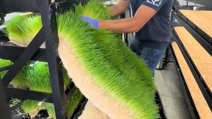 كيف تُزرع عشبة الشعير المائية لتكون جاهزة للحصاد في غضون 7 أيام فقط؟