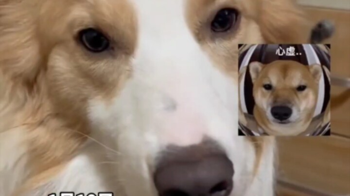 The owner dewormed his two dogs, and the Border Collie tricked the Teddy into eating it—netizens: It