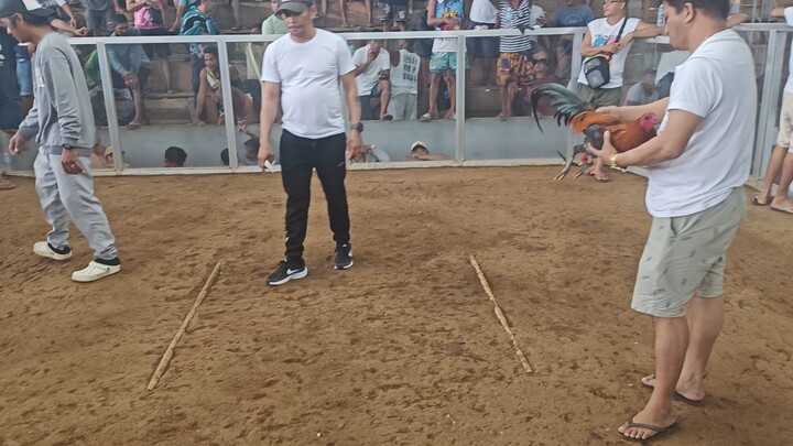 2cock Ulutan Malilipot 2nd Fight (Win)