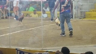 3times wenner ne.joy manok na papya lines.Vs boss sunday.ng tanza