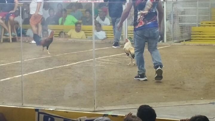 3times wenner ne.joy manok na papya lines.Vs boss sunday.ng tanza