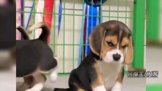 The cute little puppy is both funny and cute