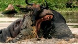 Crocodile Attack Wildebeest, But Hippo, Helping Him To run Away.