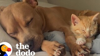 ลูกแมวตัวน้อยพบกับพี่น้องใหม่และตกหลุมรัก โดโด้