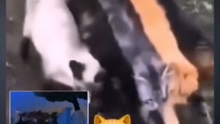 Tom dan Jerry adalah sebuah film dokumenter