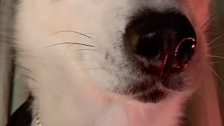 This is a Husky with an ancient style