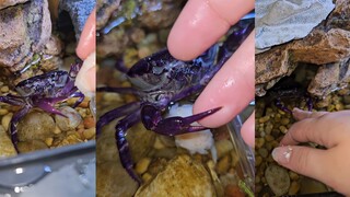 一只叫三明治的紫色螃蟹🦀🥪