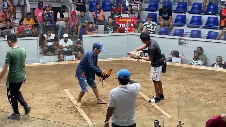 2 cock champion sa calambacockpit - 1st fight