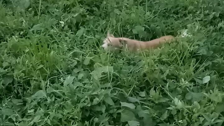 Dog in the bushes. Ambush his Playmate