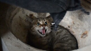 The fierce little wildcat's transformation over half a year—when I lifted the lid of the pot, I knew