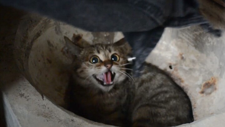 The fierce little wildcat's transformation over half a year—when I lifted the lid of the pot, I knew