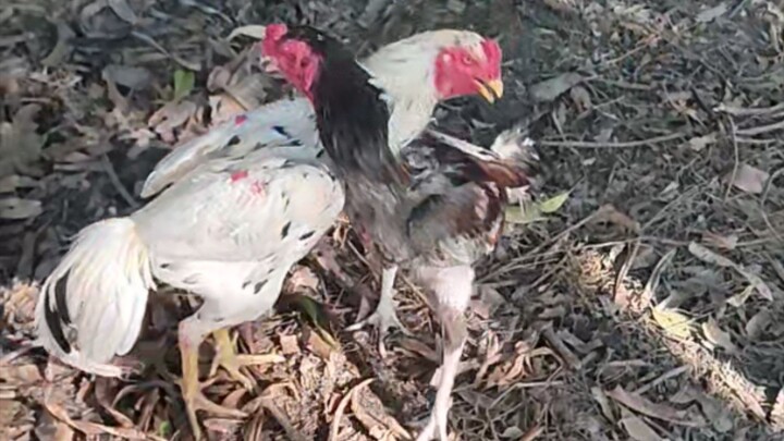 Broodcock stretching