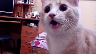 Ada seekor anjing berbulu kucing di Rusia