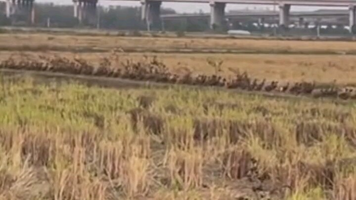 ชายพบฝูงเป็ดกำลังต่อแถวกันข้ามถนน “ไม่กล้าส่งเสียง ยืนรออย่างเงียบๆ นับสิบนาที!”