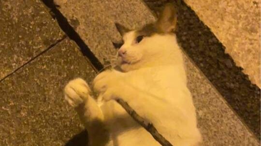 The cats on campus are so bold, pooping and lounging wherever they please.