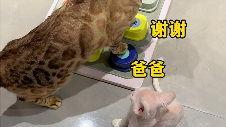 Ở với mèo thông minh quả nhiên có thể nâng cao chỉ số IQ~