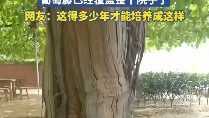 ชาวเน็ตรายหนึ่งเผยภาพองุ่นลูกเดียวที่ให้ผลผลิตถึงพันกิโลกรัม