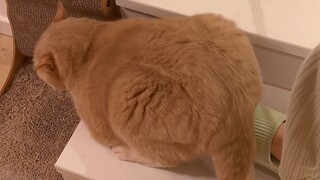 A lazy cat's butt is harder to pry open than the earth