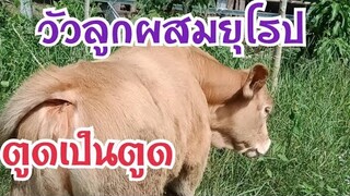 สายเนื้อเราก็มีเสน่ห์ของชาโลเล่ส์ ลูกสาวเมญ่า |CHATGEN CHANNEL |