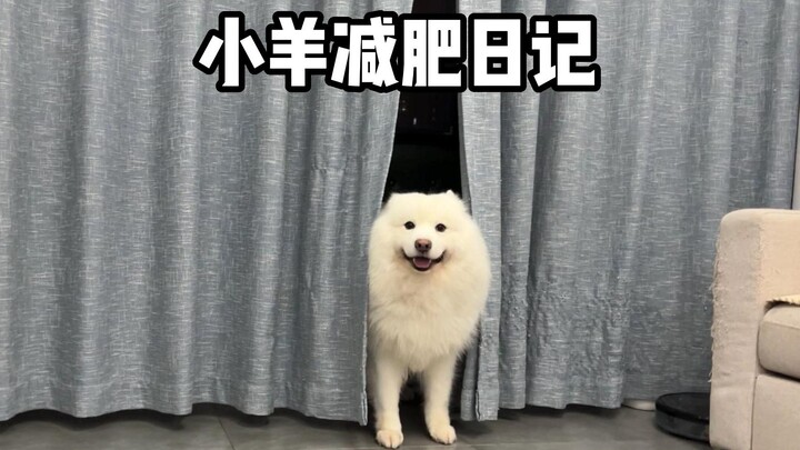 Little Sheep: How did I never realize dog food could be this delicious before?