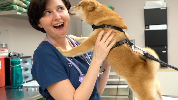Chú chó Shiba đi tiêm, vừa thấy cô bác sĩ thú y liền lao tới hôn mạnh; chủ nhân: “Tỉnh lại đi!”