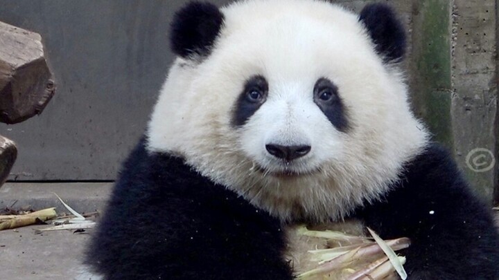 【Panda】Huahua starts to work before it wakes