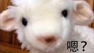拍到一只找妈妈的小羊