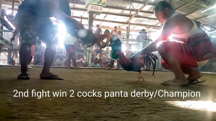 2 cocks panta derby Champion (Marabut Gallera) BUGAWIN Entry