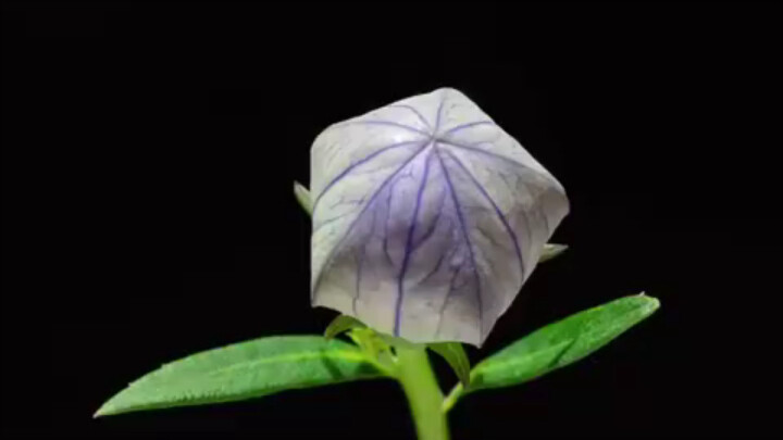 Chụp time-lapse hoa cát cánh nở rồi tàn, khoảnh khắc bừng nở thật linh động và đẹp đẽ.