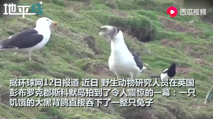 骇人一幕！英国一饥饿海鸥强行吞食一整只活兔子