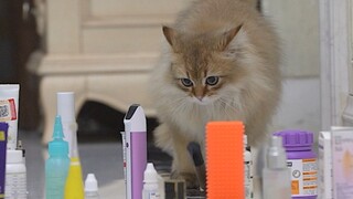 I'm sorry for being born a cat