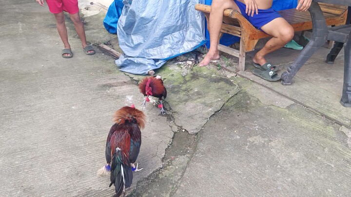 Melsim Black VS McLean Hatch