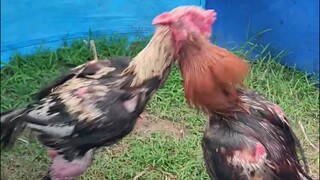 RedBull's Neck technique.