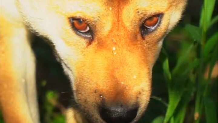 Berbeda dengan anjing peliharaan Barat, anjing kampung Tiongkok memiliki silsilah yang mulia