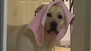 هل الجراء أيضا متخلفون عقليا؟