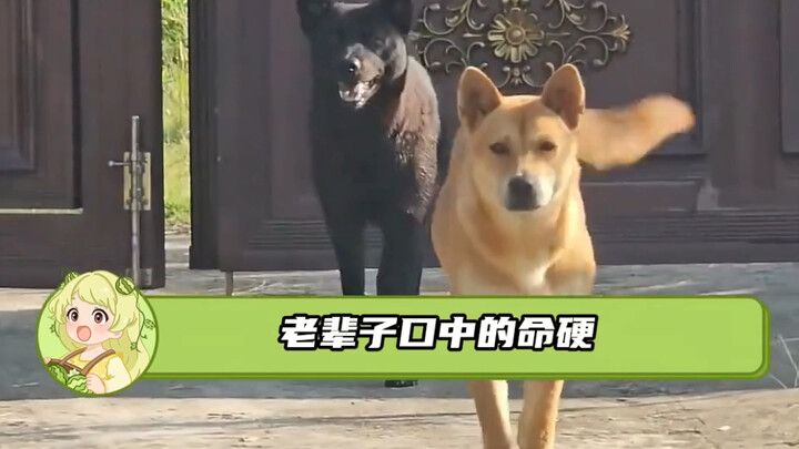 Are yard dogs really easy to take care of?