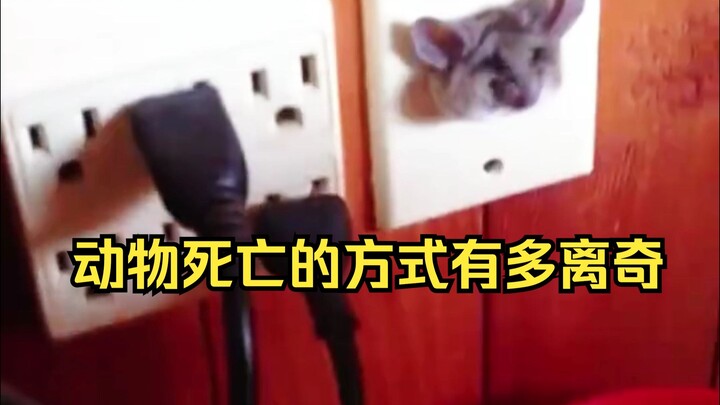 การพิสูจน์สาเหตุการตายอันพิสดารของสัตว์ 49