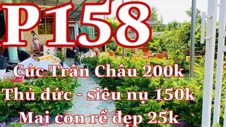 Mai vàng chơi tết p158 | 0353832312 Nhi |  giảo siêu nụ - giảo thủ đức 150k - cúc trân châu 200k