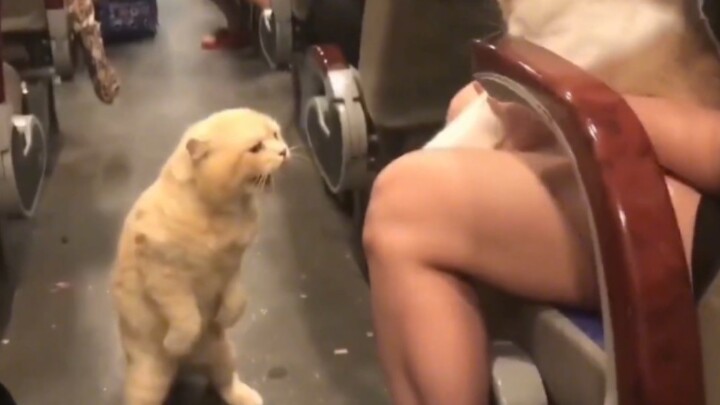 Jealousy makes cats look unrecognizable