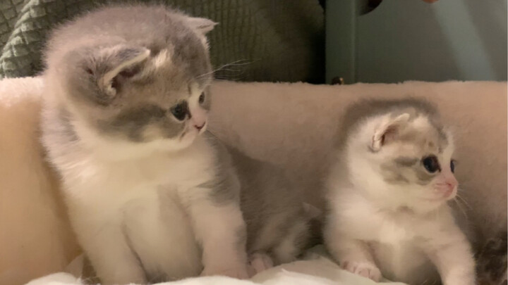 Are these really kittens from the same litter…? The size difference is huge!