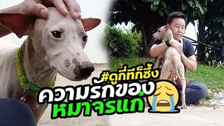 หมาจรแก่ๆ เพิ่งพบกับความรักของคน สุดประทับใจ