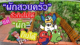 "ผักสวนครัว" รั้วกินไม่ได้  แต่! ผักกินได้ EP.110