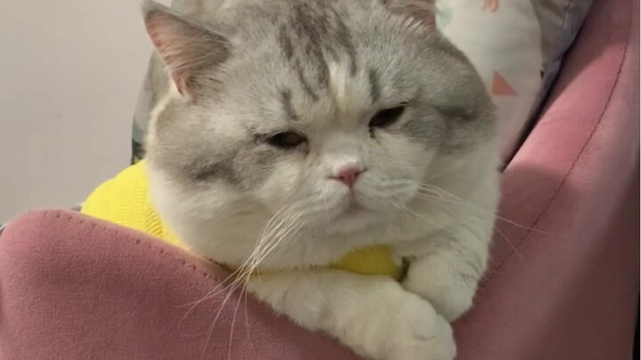 What did this demented kitten even do wrong?!