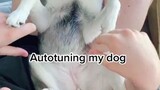 A star ⭐️ is born doggotune autotune dog