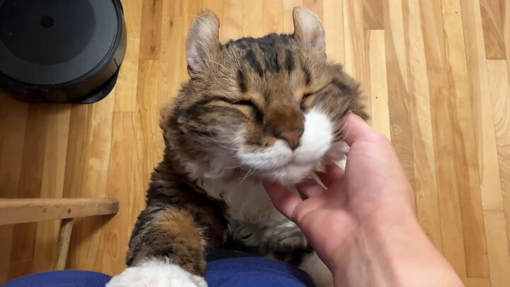 Khi chú mèo con Jimmy muốn được vuốt ve... có phải là hơi quá đáng yêu không 😍