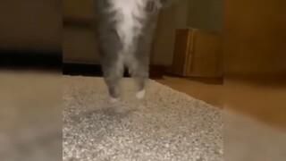 funny cat