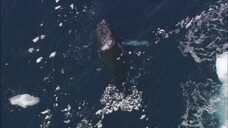 [Tập 1 - Thuyết Minh] Cuộc sống hoang dã - Life (2009) S01E01: Challenges of Life