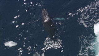 [Tập 1 - Thuyết Minh] Cuộc sống hoang dã - Life (2009) S01E01: Challenges of Life