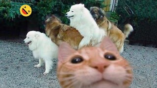 Funniest Cats And Dogs Videos 😁 - Best Funny Animal Videos 2023 🥰