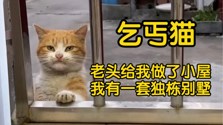 Kakek membangun vila mewah khusus untuk kucing jalanan